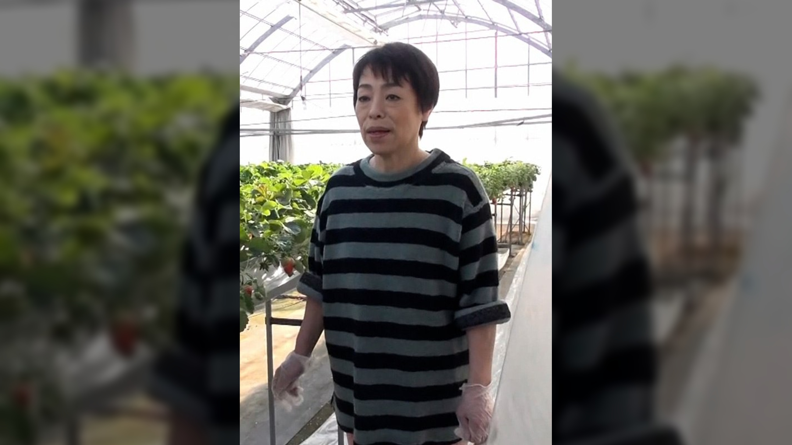 苺農家を営む五十路熟女。好きモノ熟女が自らAVメーカーに応募して初撮りAV出演！ラブホで孕ませSEX！